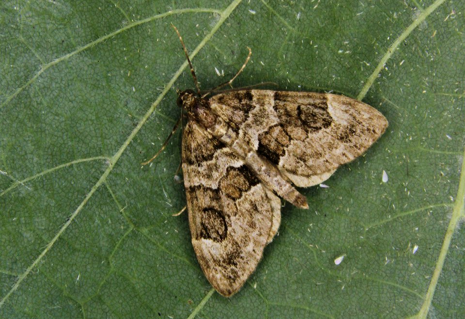 70.079. Thera britannica. (BF1769. Spruce Carpet) IMG 0025