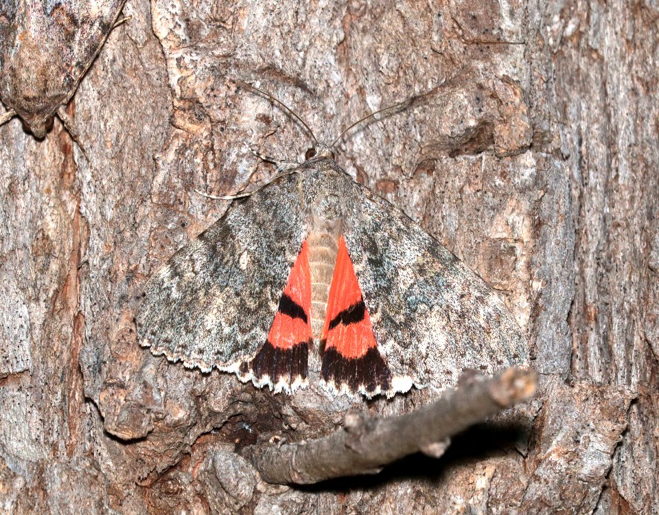 UNDERWING MOTH sp (maybe Catocala junctura) (10-15-2019) las Cienegas NCS, pima co, az