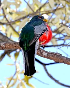 514 - ELEGANT TROGON (4-3-2017) upper humboldt canyon, patagonia mts, santa cruz co, az -01