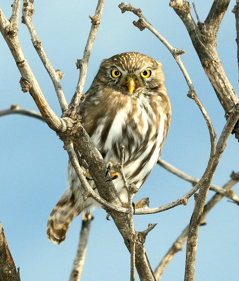 459 - FERRUGINOUS PYGMY-OWL (11-29-2018) south of three-points, pima co, az -18