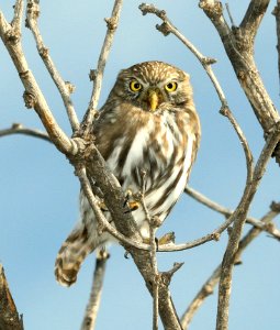 459 - FERRUGINOUS PYGMY-OWL (11-29-2018) south of three-points, pima co, az -18