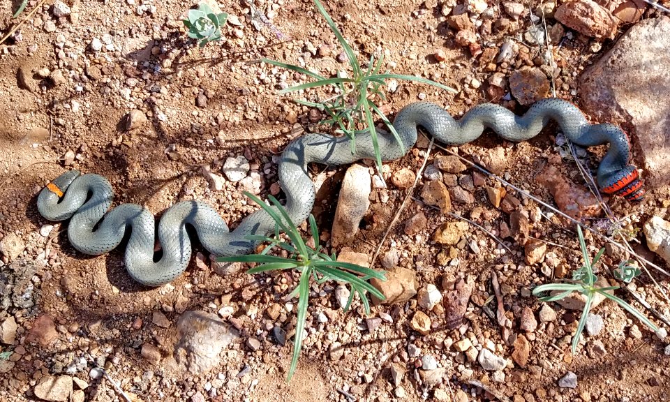 SNAKE, RING-NECKED (Diadophis punctata) (4-16-2018) 78 circulo montana, patagonia lake ranch estates, scc, az -01