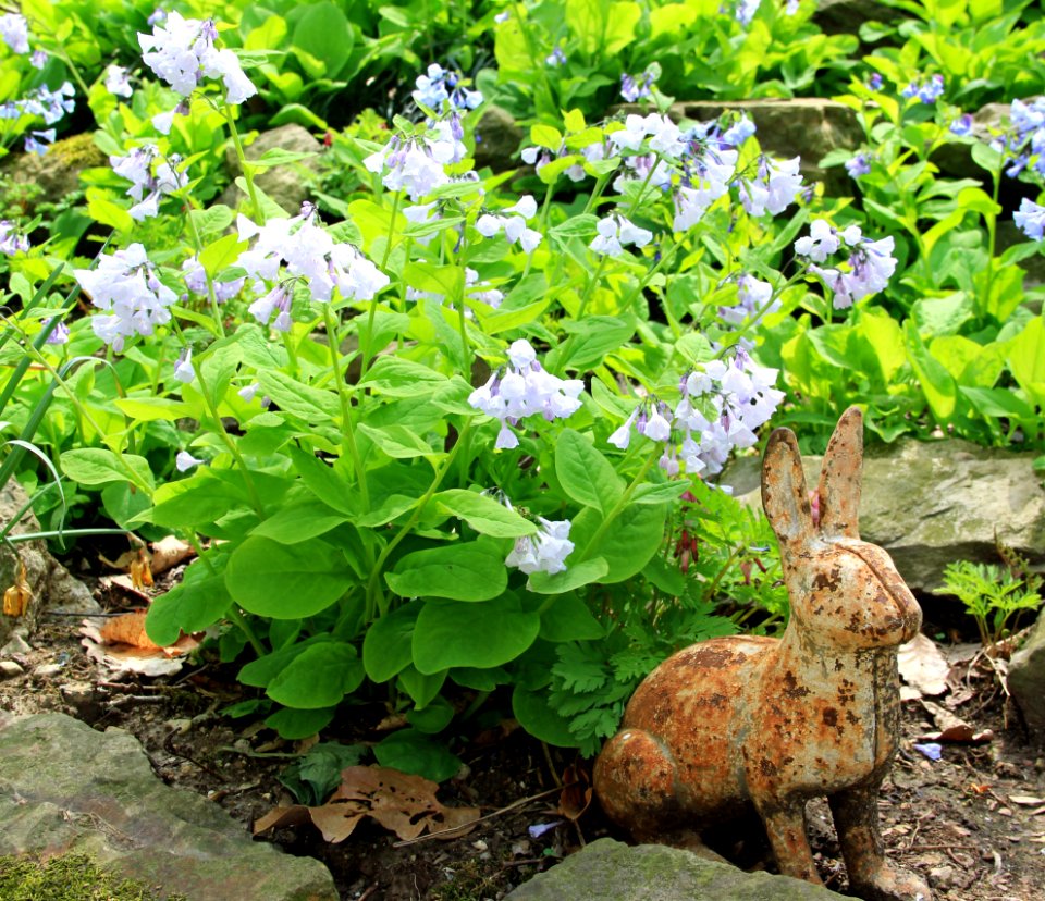 bluebells