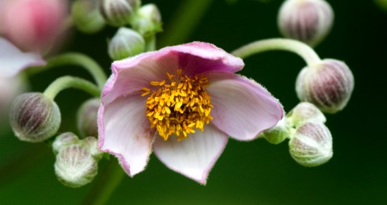 Pink Saucer Anemone Flower