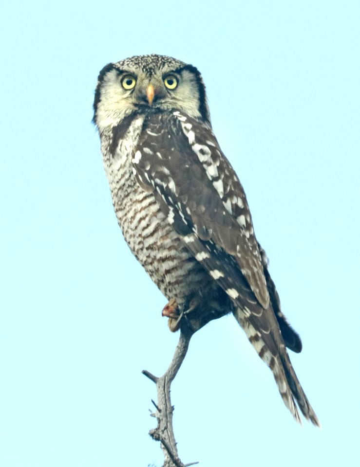 457-NORTHERN HAWK-OWL (6-11-2019) denali park road, alaska -04