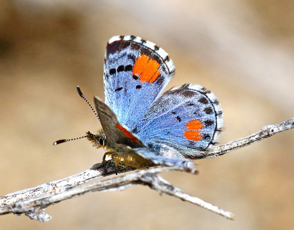 BLUE, SONORAN (Philotes sonorensis) (3-26-2016) female, plum wash, anza-borrego state park, san diego co, ca -03