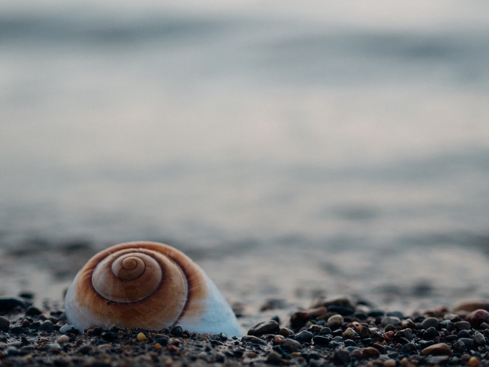 Shell pebbles beach