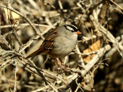 897 - WHITE-CROWNED APARROW (2-1-2019) dark-lored,  san pedro river at san pedro house, cochise co, az -02