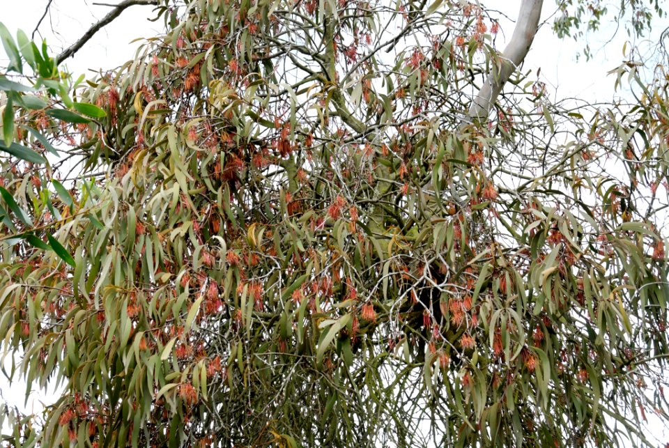 Amyema pendulum 071010-7528
