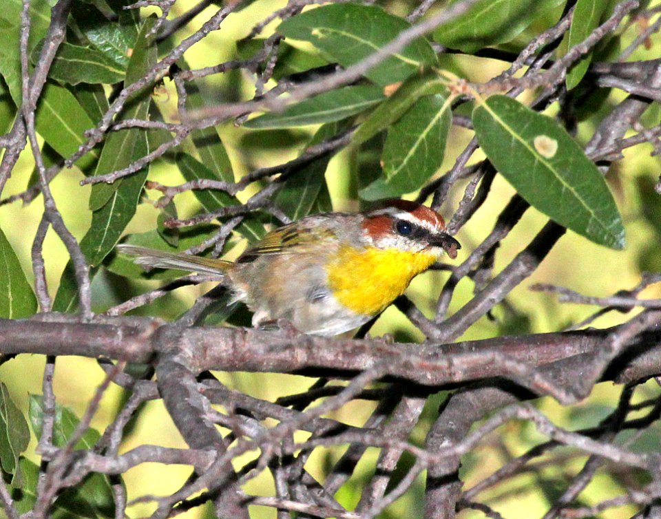 845 - RUFOUS-CAPPED WARBLER (8-21-2015) pena blanca cyn, santa cruz co, az -02