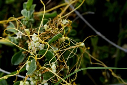 Cuscuta campestris 111018-2423
