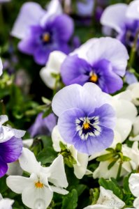 Viola Mix Blue Frost photo