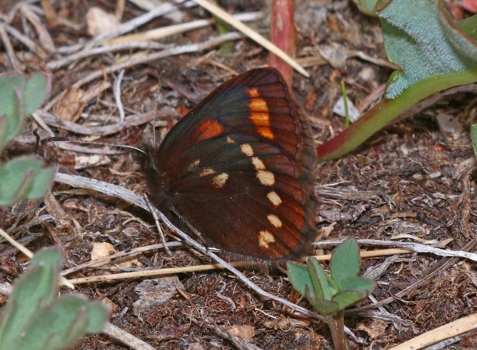 ALPINE, YELLOW-DOTTED (Erebia pawloskii ethela) (7-20-2020) 10000 ft, bear tooth hwy, park co, wy -04