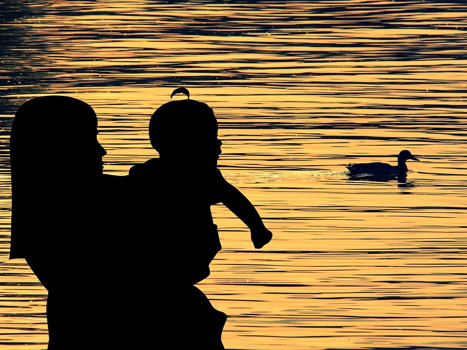 Lake duck sunset