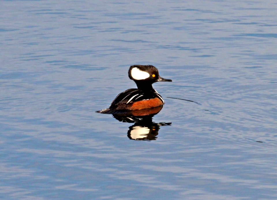 061 - HOODED MERGANSER (1-1-2018) winchester bay, douglas co, or -05