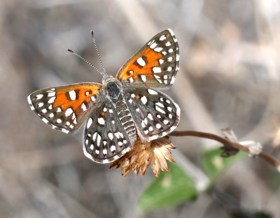 METALMARK, BEHR'S (Apodemia virgulti) (3-12-2018) plum cyn, anza borrego s p, san diego co, ca -03
