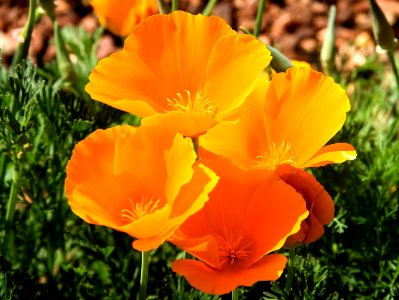 Mexican Poppy Cluster photo