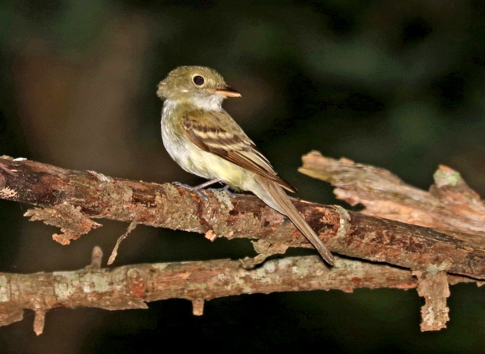 576 - ACADIAN FLYCATCHER (6-10-2017) sumpter nat forest, near spartenburg, sc- 01