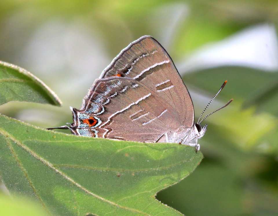 HAIRSTREAK, COLORADO (Hypauotis crysalus) (7-9-2020) 8523 ft, near ladybug saddle, mt graham, pinaleno mts, graham co, az -03