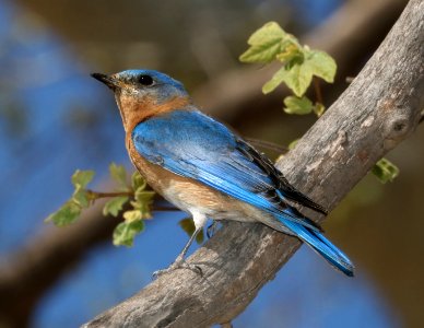 734 - AZURE EASTERN BLUEBIRD (4-14-2017) harshaw road, santa cruz co, az -02 male