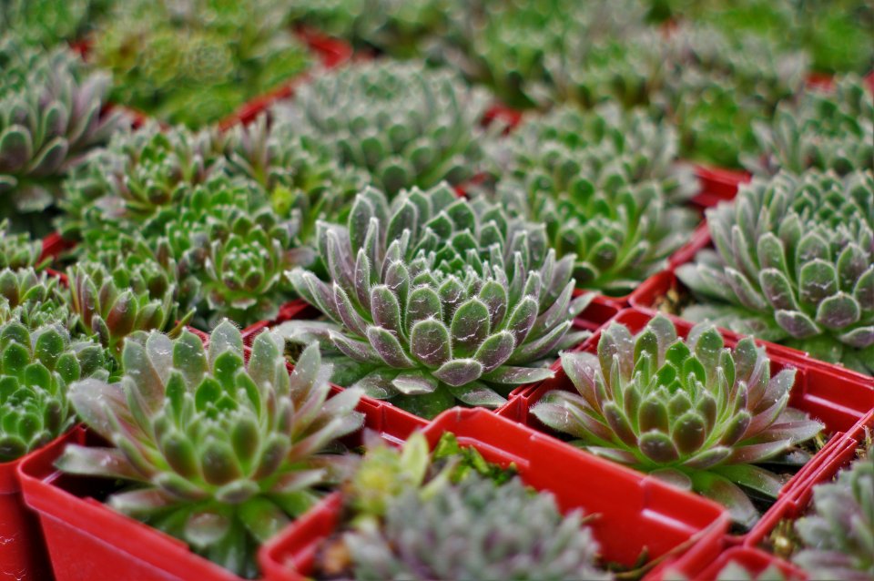 Sempervivum Hey-Hey