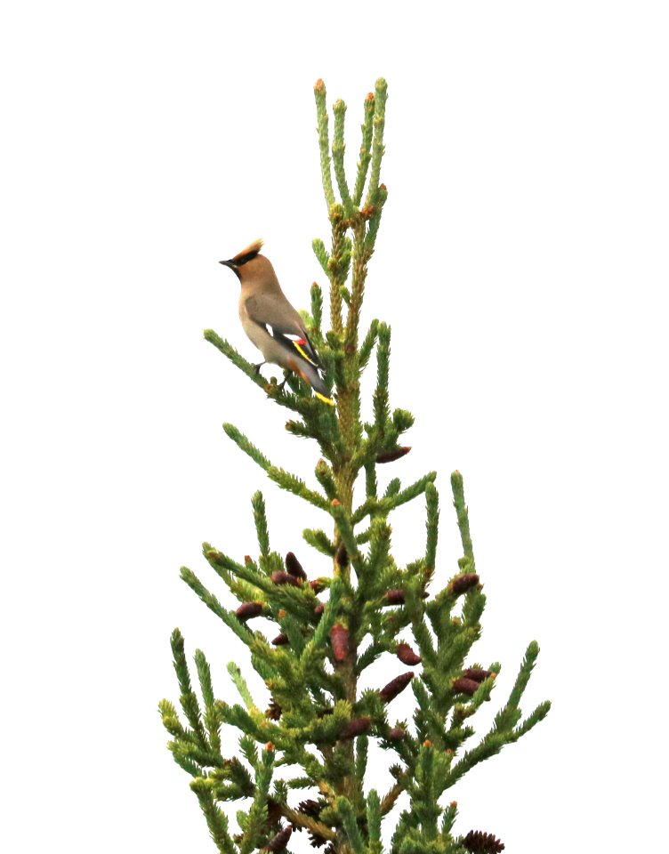 785 - BOHEMIAN WAXWING (6-24-2016) richardson's highway near paxson, alaska (2)