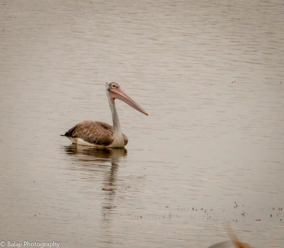 Spot Billed Pelican