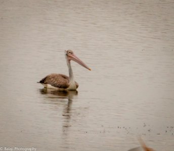 Spot Billed Pelican photo