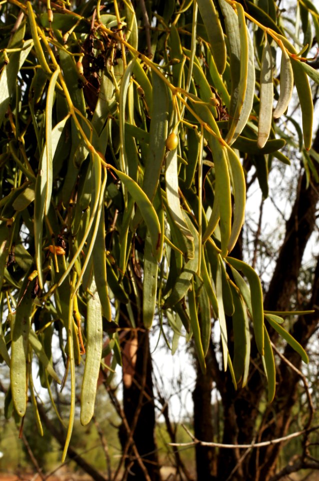 Amyema miraculosum subsp. boormanii 130604-8511