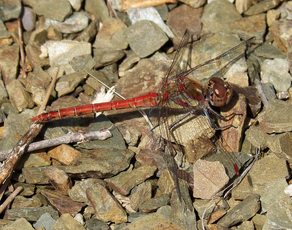 Stones red dragonfly fly