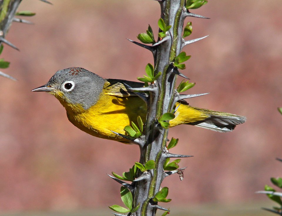 WARBLER, NASHVILLE (3-29-11) 78 circulo montana, patagonia lake ranch estates, scc, az -02