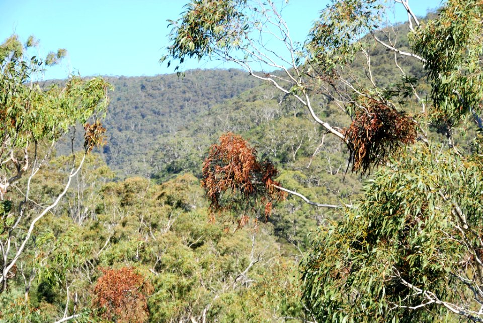Eucalyptus viminalis with mistletoes 080503-6664