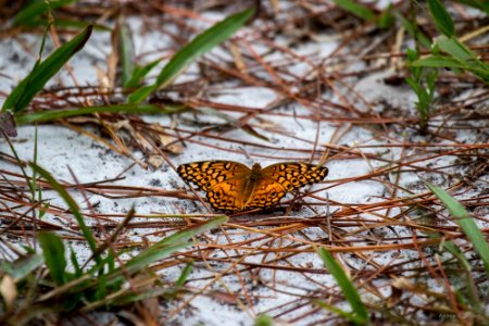 variegated fritillary