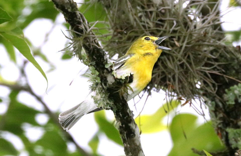 623 - YELLOW-THROATED VIREO (5-6-2019) garner state park, uvalde co, tx -03