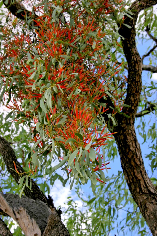 Amyema sanguineum var. pulchrum 031219-3548