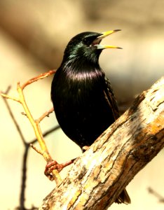 772 - EUROPEAN STARLING (3-3-2019) san pedro house, cochise co, az -05
