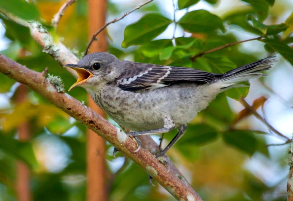 northern mockingbird