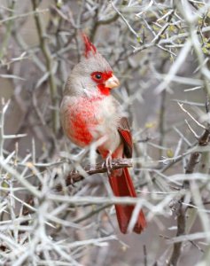 917 - PYRRHULOXIA (2-19-2017) patagonia lake, santa cruz co, az -01