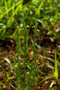 Striga sp. 091104-0565