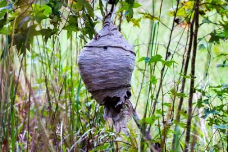 bald-face hornet nest