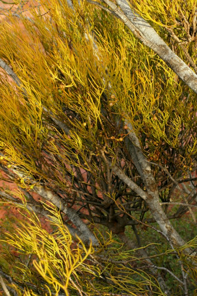 Amyema preissii 130604-8549