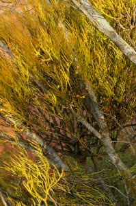 Amyema preissii 130604-8549