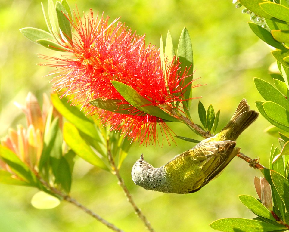 807 - TENNESSEE WARBLER (4-26-2019) convention center, south padre island, cameron co, tx -03
