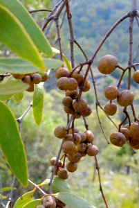 Santalum lanceolatum 090915-7852