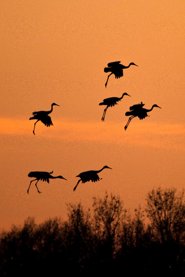 Sandhill cranes at sunset