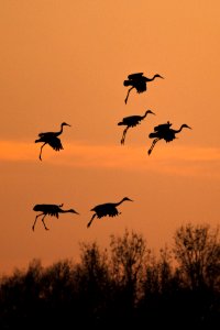 Sandhill cranes at sunset