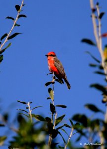 Vermilion Flycatcher