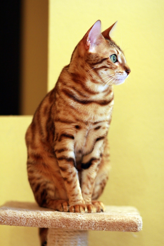 Bengal beautiful sitting