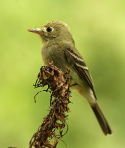 583 - PACIFIC-SLOPE FLYCATCHER (4-7-2019) slo county, ca -01