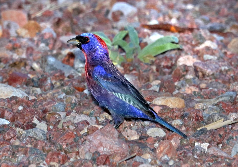 925 - VARIED BUNTING (5-29-2016) 78 circulo montana, patagonia lake ranch estates, scc, az -03